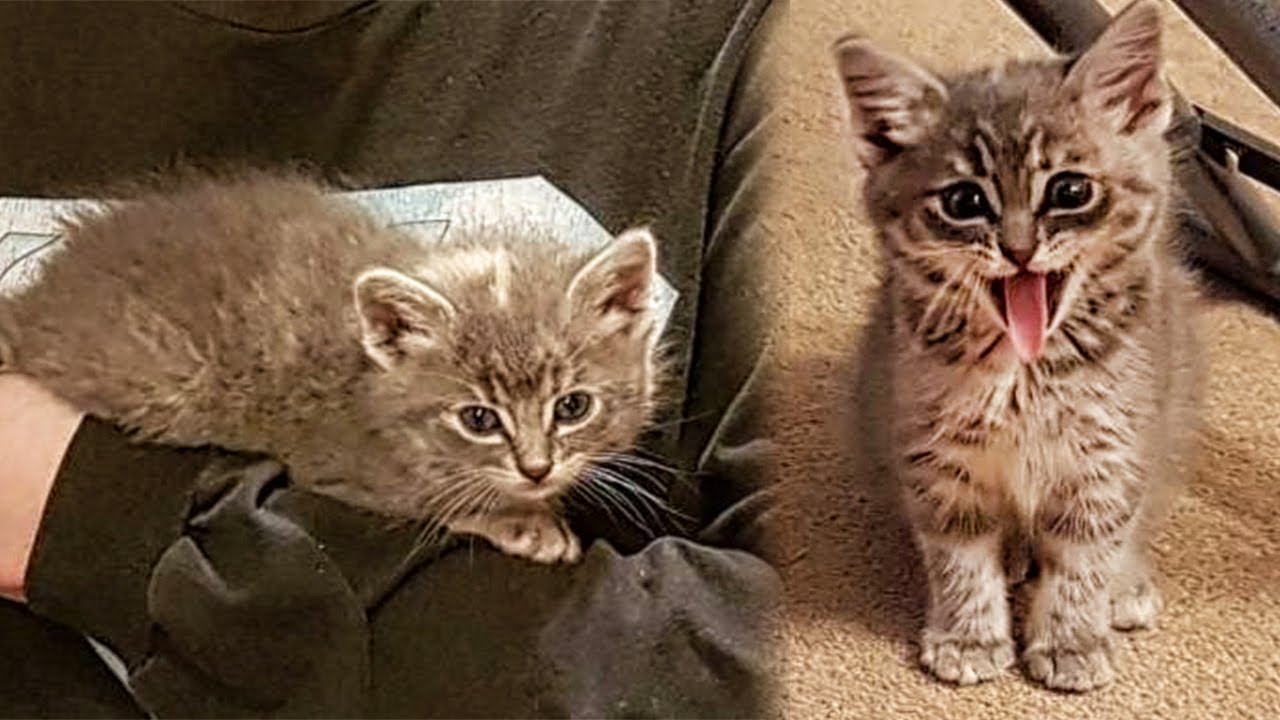 Getting a cat. Getting a cat