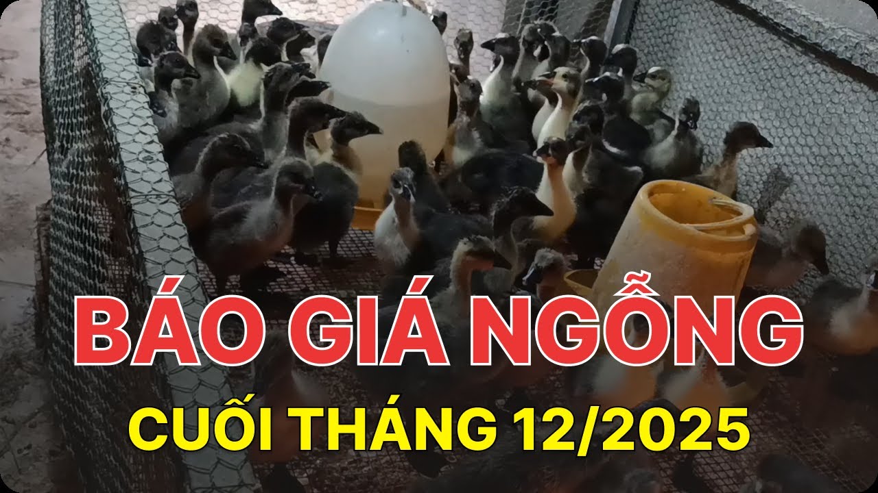 Báo giá ngỗng giống cuối tháng 12/2025