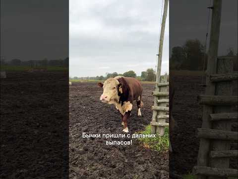 Пришли?, вас тут