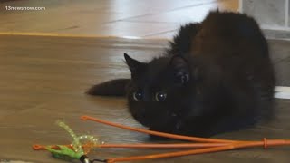 Cat Rescued From Turkey Earthquake Adjusts To Life In Virginia Beach