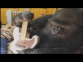 Gorilla Shreds