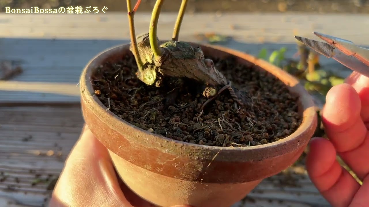 No.42 もみじ根上がり YMJ】根接ぎした山もみじがどうなったのか #盆栽 #bonsai - YouTube
