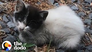 Tiny Abandoned Kitten Asks Woman For Help | The Dodo Soulmates