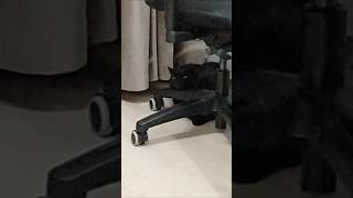 Кот сидит у кресла #shorts