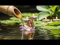 5 🌿Soft Piano & Bamboo Water Sounds Peaceful Relaxing Music for Deep Sleep, Stress Relief &Calm Mind