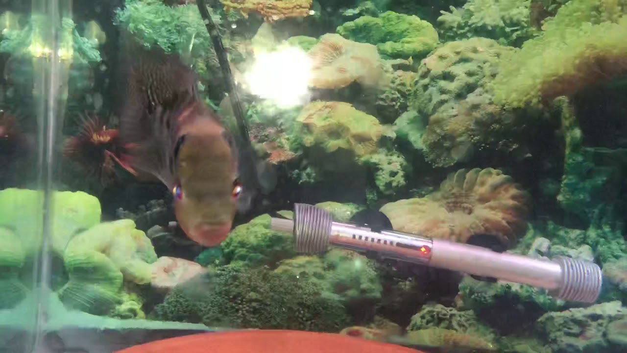 camera iphone 8 plus apk Flowerhorn pair in breeding mode