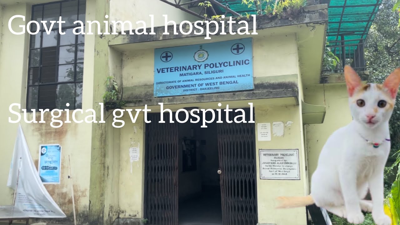 Surgical Veterinary Hospital Govt Animal Hospital In Siliguri Surgical Veterinary Hospital Govt Animal Hospital In Siliguri