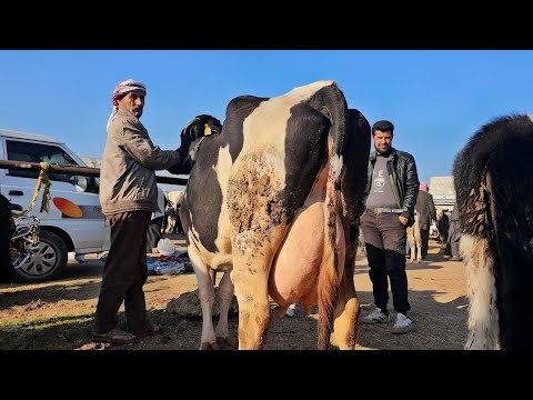 سوق الابقار في معرة مصرين ٥بقرات حليب كفالة ١٥٠لتر بليوم بتاريخ 10 16لتواصل 0997192642