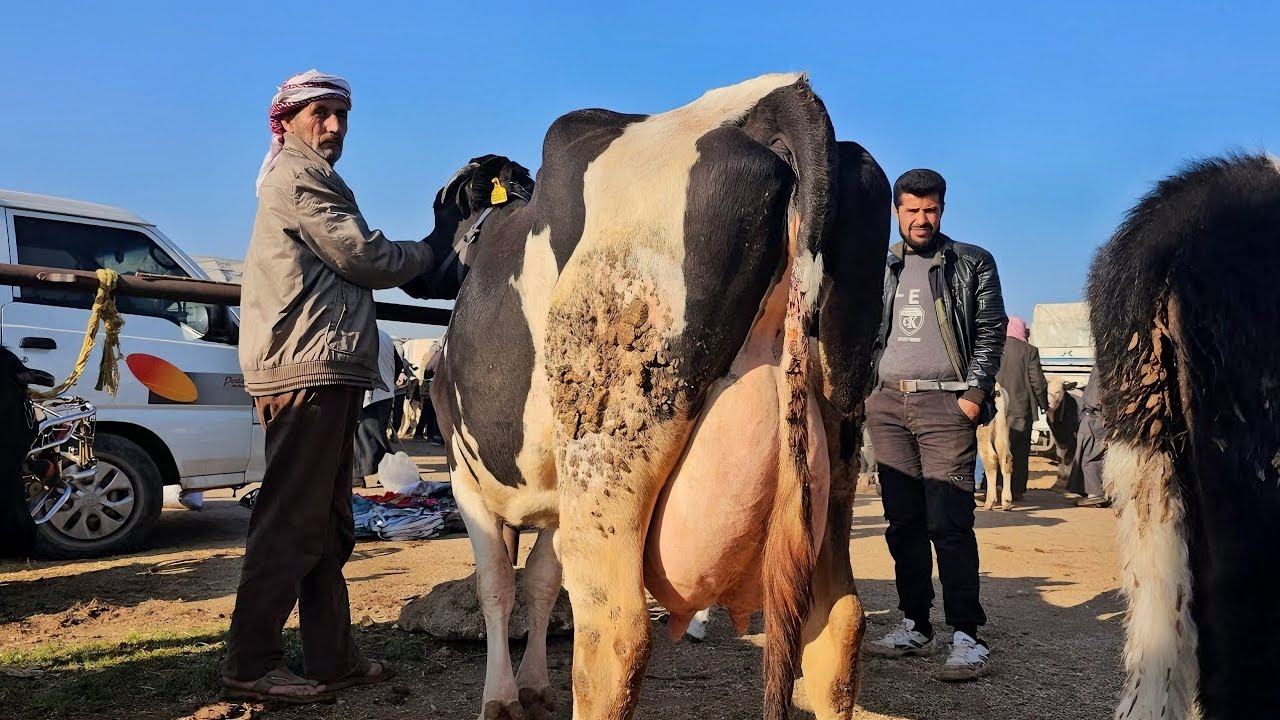 سوق الابقار في معرة مصرين ٥بقرات حليب كفالة ١٥٠لتر بليوم بتاريخ 10/16لتواصل 0997192642