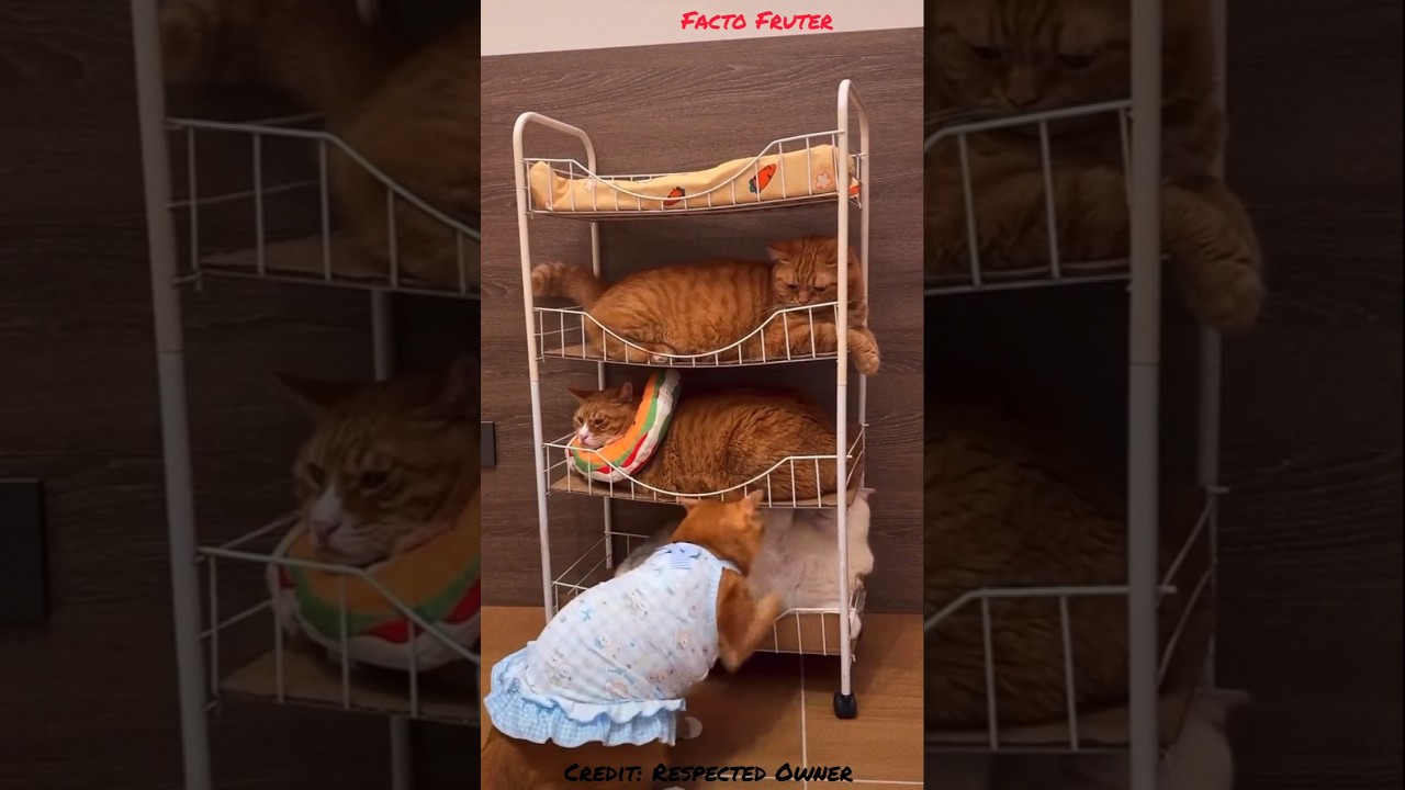 Owner Built a four-story house for cats 