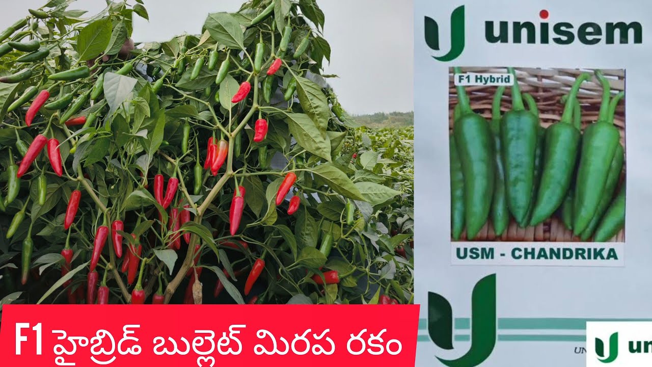 unisem చంద్రిక బుల్లెట్  రకం ఎకరాకు 30 నుండి 35 క్వింటాళ్ల దిగుబడి