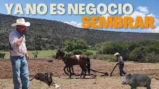 'LOS JABALÍES SE COMEN LA MILPA'