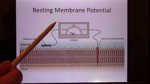 UT Bio365S Human System Physiology Online Lecture - Neurophysiology01