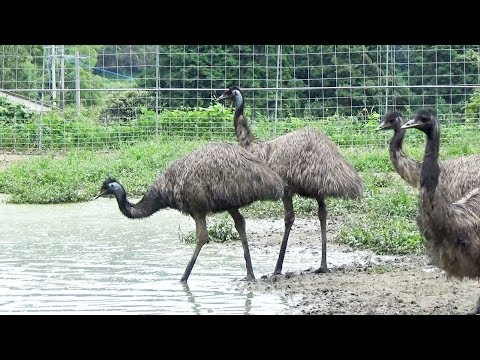 仰天ゴハン エミュー 佐賀県基山町 Youtube