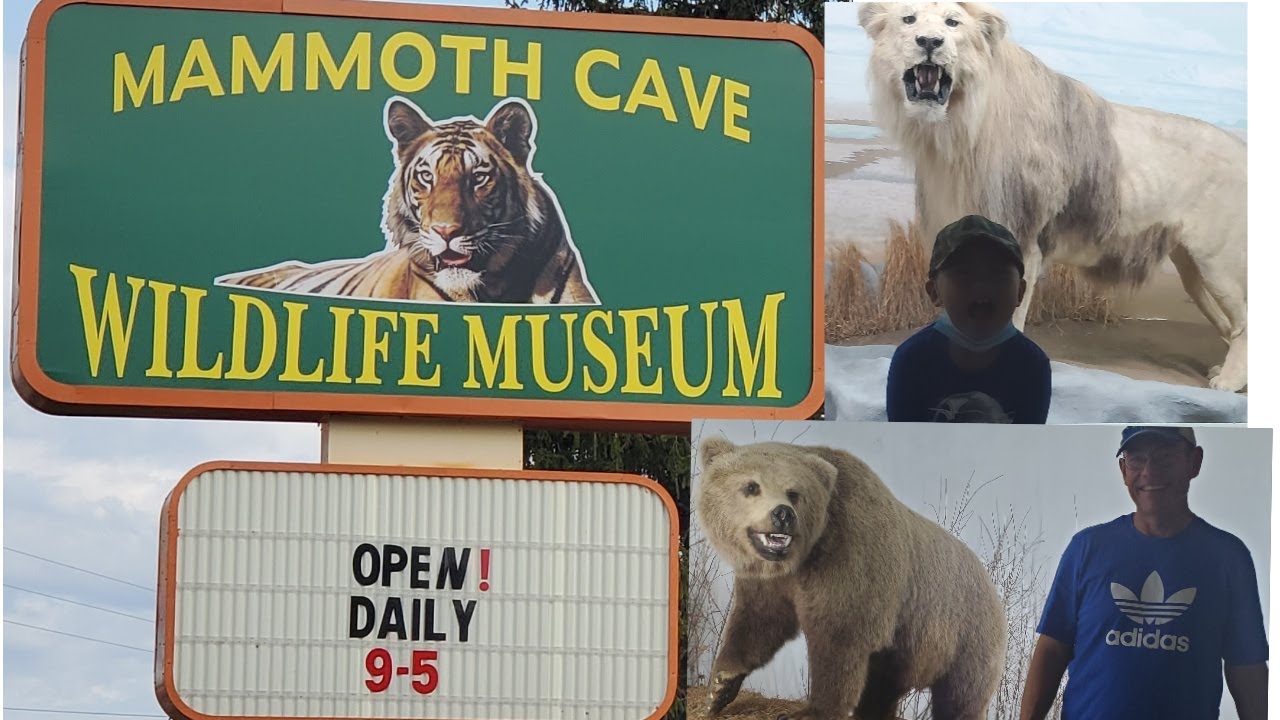 MAMMOTH CAVE WILDLIFE MUSEUM museum tourCAVE CITY KENTUCKY Lynne
