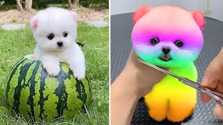 Funny animals 2022 - Cute dogs doing funny things | Funny dogs by Vida Bonito 1,169,707 views 2 years ago 8 minutes, 35 seconds