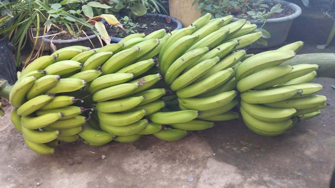 q buena forma de cortar un racimo 🍌🍌🍌 de guineo - YouTube