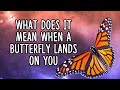 What Does it Mean When A Butterfly Lands On You?