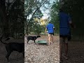 Perrito inseguro y tímido también puede aprender.Caspers Camp Hope Dog Training