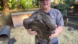 Juvenile Aldabra Tortoise:   Update for Customer  Adam. Descriptions Characterizes and genetics