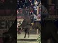 EX DESTRUCTOR “ELÁSTICO” Ahora Donald Trump con R. EL VIENTO NEGRO #toros #losdestructores #jaripeo