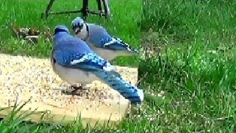 Bird Attacks Itself In The Mirror