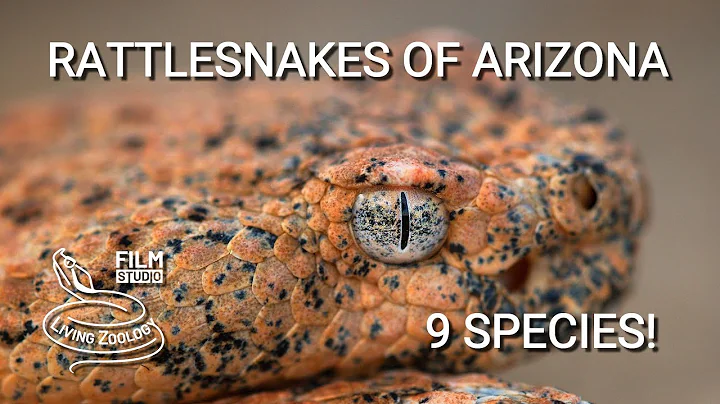 Rattlesnakes of Arizona - 9 species of venomous pit vipers from Sonoran desert