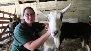 MILKING our ALPINE  DAIRY GOATS FOR THE FIRST TIME !