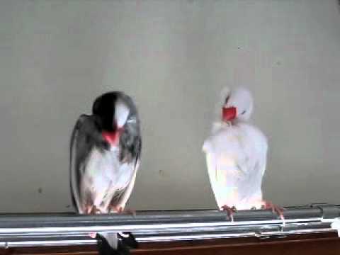 文鳥の乾燥