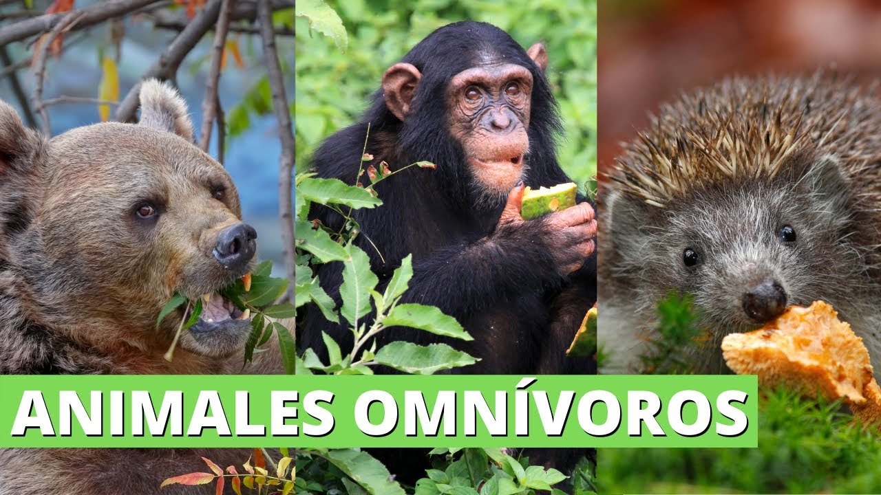 Los ANIMALES OMNÍVOROS cómo son, qué comen y MUCHOS