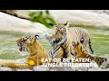 Ecological Adaptations and Hunting Strategies