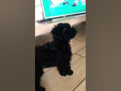 Chipi chipi chapa avec mon chien - YouTube