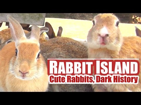 Japan's Rabbit Island: Cute Rabbits, Dark History