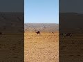 Wild camel