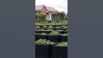 trời mưa nhưng vẫn xịt thuốc, xịt thuốc sâu cho Cúc mâm xôi, hoa Tết 2025