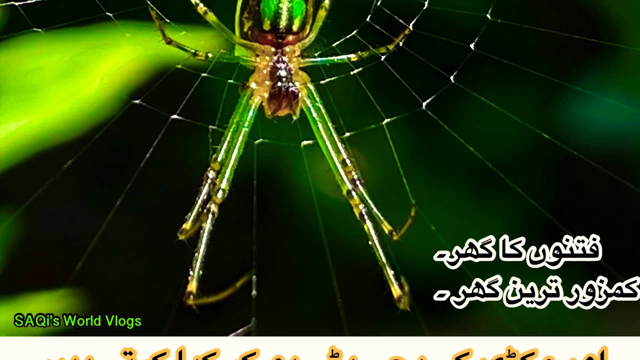 Why Female Spider Kills Male Spider 🕷, In Quran about Spider 🕷 family