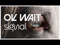 OK WAIT - Signal [Album Premiere] (2023)