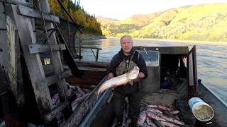 Catching a Years Supply of Dog Team Fish and Rafting Them to the Village for Winter  Stan Zuray