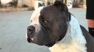 Teach Your American Bully Agility Training Basics