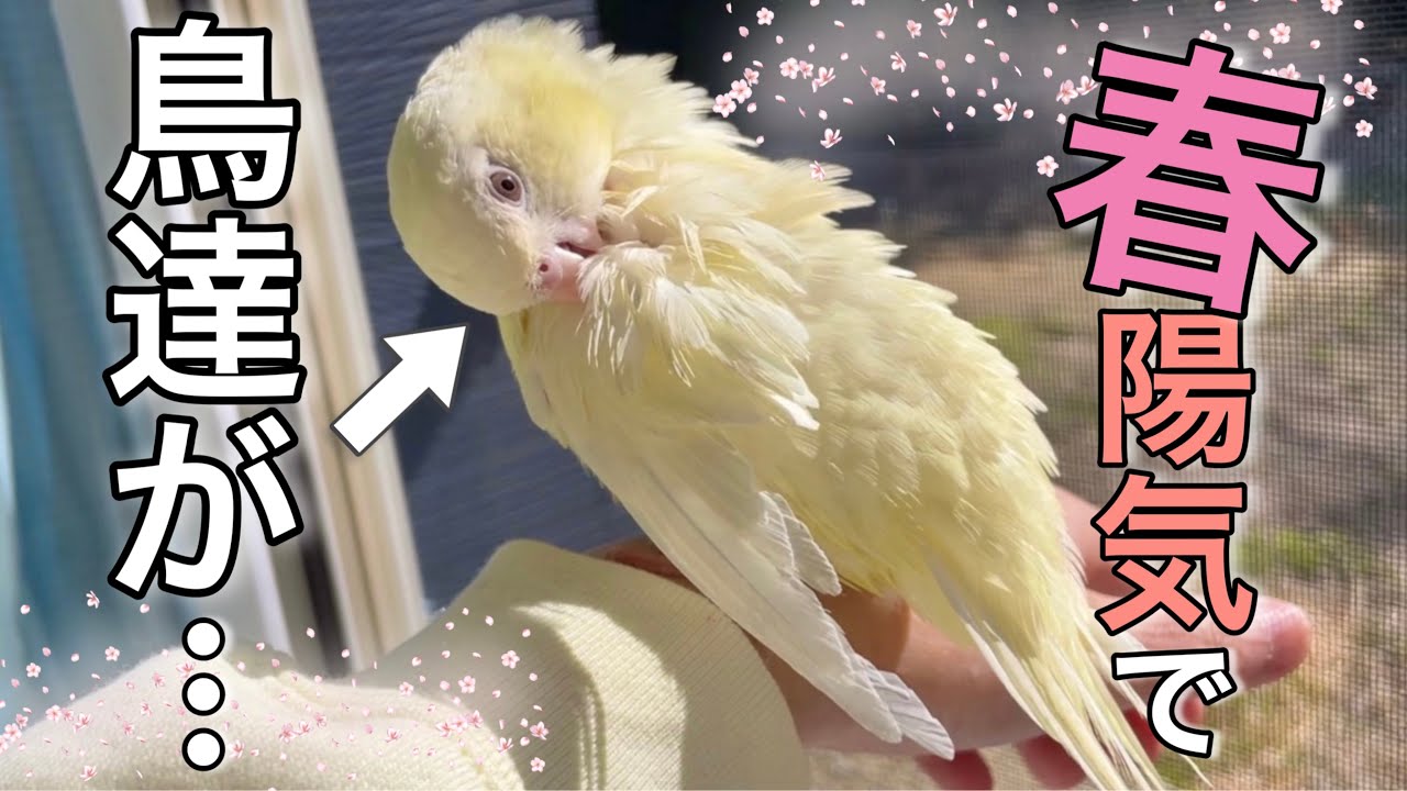 Spring has made the three birds a little nervous lol [Bulbul Spring has made the three birds a little nervous lol [Bulbul