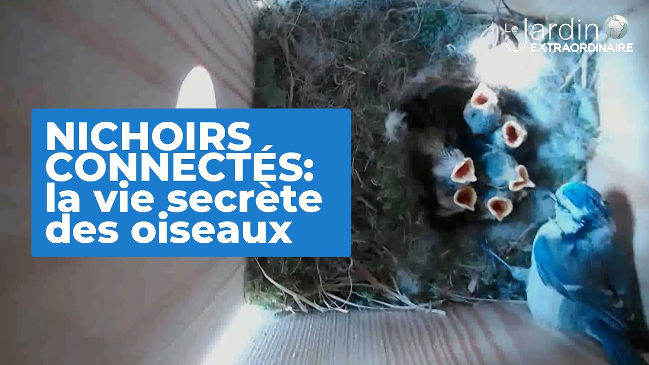 Basse-sur-le-Rupt. Un nichoir connecté pour observer les oiseaux