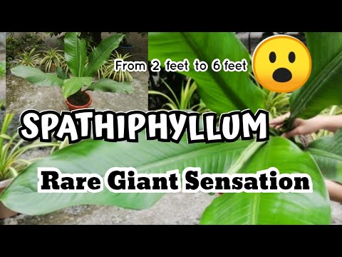 Video: Spathiphyllum - 