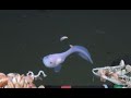 【世界最深映像記録】マリアナ海溝の水深8,178mにおいて魚類の撮影に成功