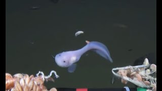 マリアナ海溝の水深8 178mにおいて魚類の撮影に成功 魚類の世界最深映像記録を更新 プレスリリース 海洋研究開発機構 Jamstec