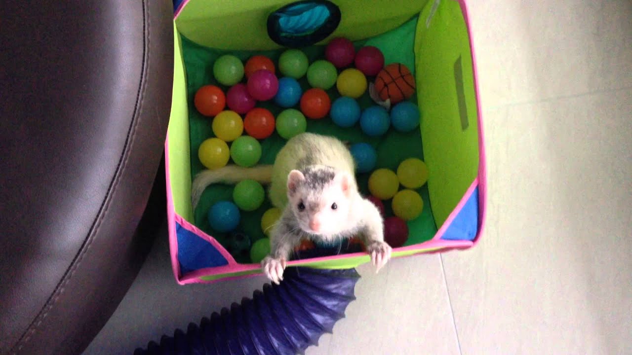ferret and ball pit YouTube