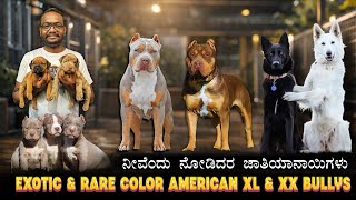 American Bully XL & XXL | Exotic Rare Color Bully | American Bully Merle Puppy 🥰 #americanbully