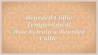 Bearded Collie  Temperament by Carmen Montes 340 views 9 years ago 40 seconds