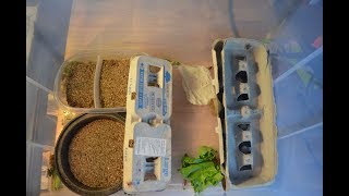 HOW TO BREED CRICKETS EASIEST AND CHEAPEST WAY!