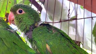 Show to your cat! Wild parrots feeding free rescued babies in a open cage. by Daniel's Channel - Artegia 594 views 2 years ago 13 minutes, 13 seconds