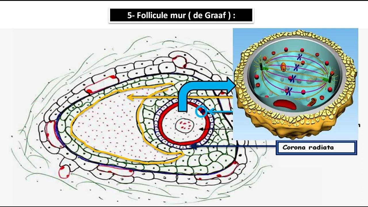 ovogenèse et folliculogenèse YouTube